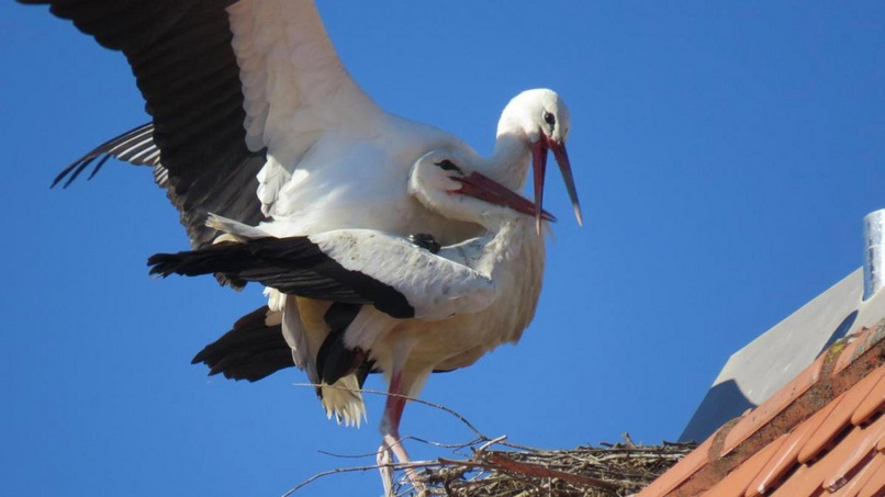 stork